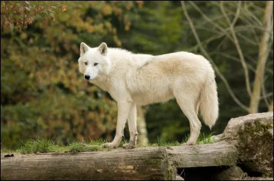 Traduisez louve en Vieux Norrois :