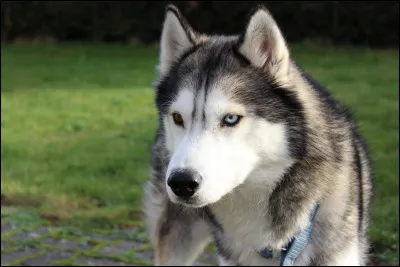 Traduisez chien en Vieux Norrois :