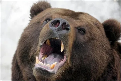 Quel est cet animal ?