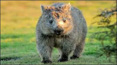 Animaux : 
Les wombats forment une famille de marsupiaux fouisseurs. Dans quel pays vivent-ils ?
