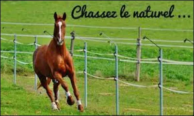 Complétez ce célèbre proverbe : "Chassez le naturel, il revient...