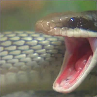 Quelles seraient tes vacances de rêve ?