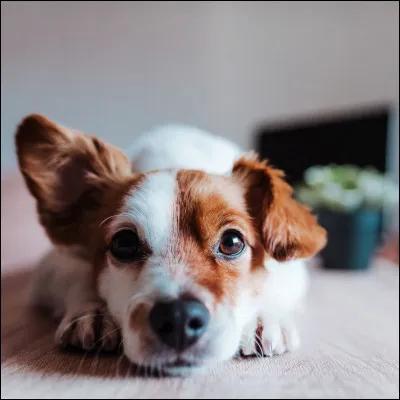 Tes parents, te proposent de passer une journée au zoo. Quelle est ta réponse ?