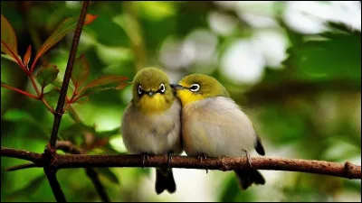 Comment décrirais-tu les animaux ?