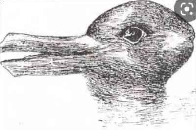 Quel animal vois-tu en premier ?