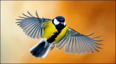 On se servait dexcréments doiseaux spéciaux afin den faire de lengrais. Comment étaient-ils appelés ?