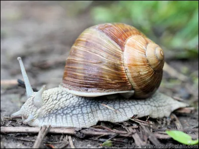 Ces escargots sont protégés du 1 avril au 30 juin depuis 1979 pour permettre leur reproduction. Qui sont-ils ?