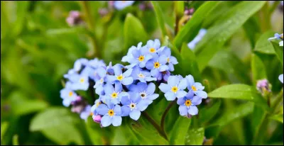 Selon la légende, un amant serait allé chercher ces fleurs au milieu dun marécage pour sa dame et avant de mourir en sembourbant dedans, il lui aurait dit « ne moublie pas ». Cette fleur est donc surnommée ainsi.