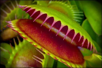 Son nom signifie "couvert de rosée" en latin car il produit une substance sucrée ressemblant à la rosée qui attire les insectes pour pouvoir les manger.