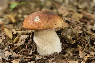 Que voyez-vous exactement sur cette image ?