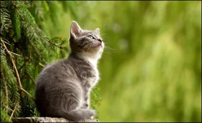 Voudrais-tu avoir de chatons ?