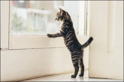 Nous sommes en hiver et le chat, posté devant la fenêtre, se met à claquer des dents. Que dit-il ?