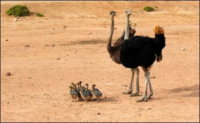 Lequel de ces oiseaux peut voler ? (ne vous fiez pas forcément à limage)
