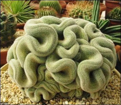 Ce cactus, le « Mammillaria Elongata Cristata », ne vous rappelle pas quelque chose ?