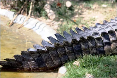 Très célèbre, la queue de ce reptile repousse lorsquelle est tranchée.