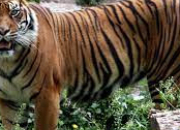Quiz Les animaux d'Indonsie