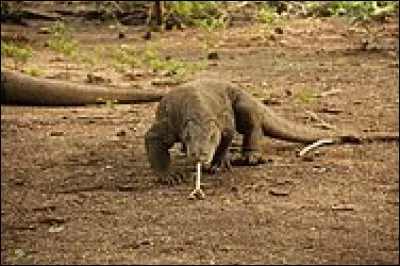 Ce reptile est un...