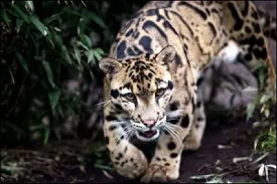 Quel est ce félin ?