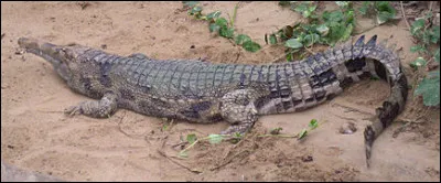 Comment se nomme ce crocodilien ?
