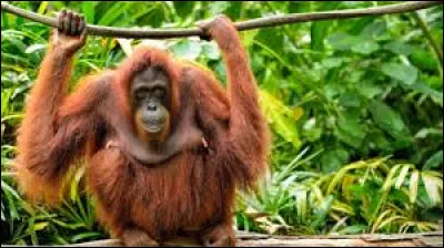 Quel nom porte ce singe ?