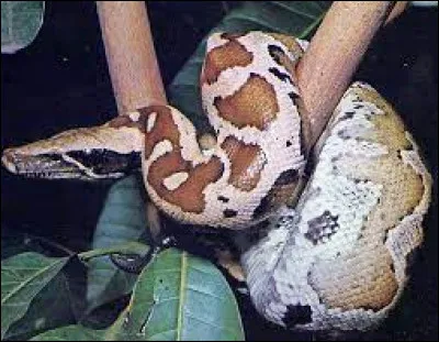 Ce serpent est un...