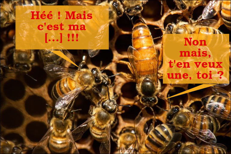 S'agit de ne pas finir S.R.F. (Sans Ruche Fixe) ou de faire la politique de l'autre ruche...