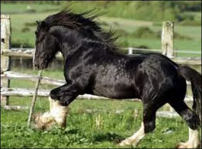 Quelle est la race de ce cheval ?