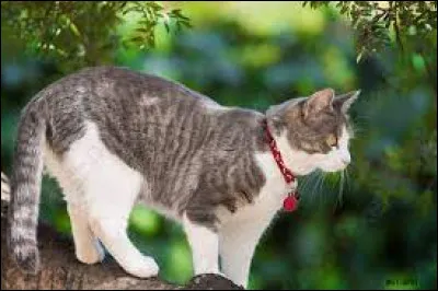 Tu es le chef de ton clan. Un jour la patrouille de laube revient avec un chat domestique. Le chat demande à venir vivre avec vous dans le clan. Quelle est ta réaction ?
