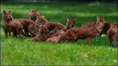 Des renards attaquent le camp ! Quelle est ta réaction ?