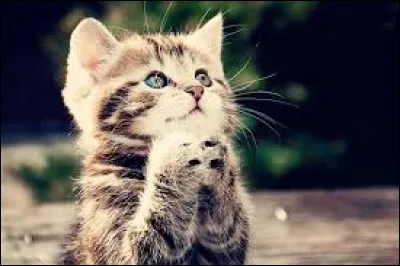 Combien voudrais-tu avoir de chatons ?