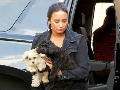 Comment sappellent les chiens de Demi Lovato ?