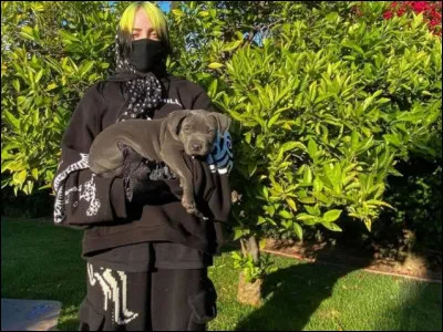 Comment s'appellent les pitbulls de Billie Elish ?