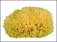 Quel est l'objet prsent sur cette photo ?