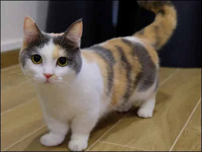 Ce chat a les pattes beaucoup trop courtes. Savez-vous le nom de sa race ?