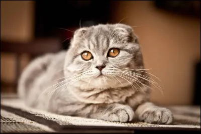 Le Scottish Fold avec ses oreilles pliées, ne doit pas entendre grand chose. Connaissez-vous la particularité de lAmerican Curl ?