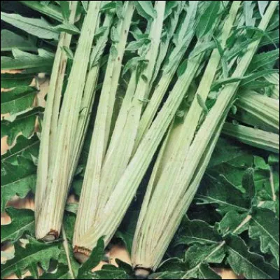 De quel oiseau carduelis est-il le nom scientifique ?