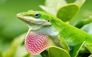 Quiz Reptiles