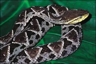 Quel est ce reptile ?