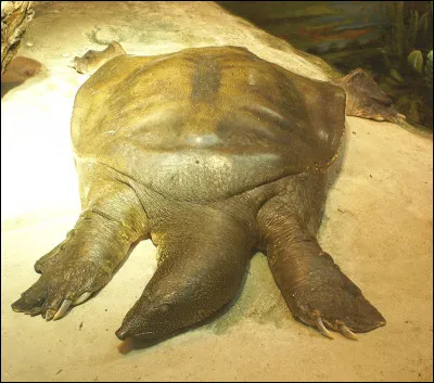 Quel est ce reptile ?