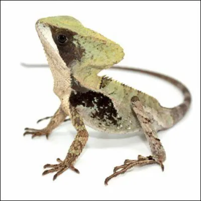 Quel est ce reptile ?