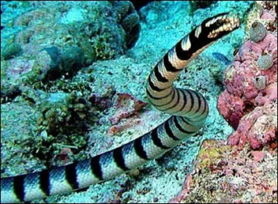 Quel est ce reptile ?