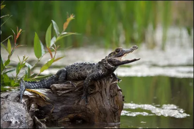 Quel est ce reptile ?