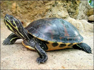 Quel est ce reptile ?