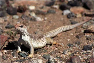 Quel est ce reptile ?