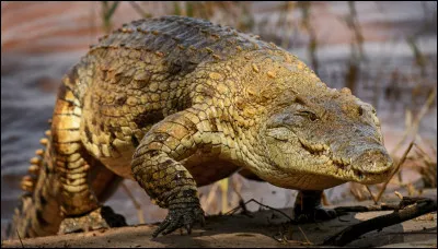 Quel est ce reptile ?