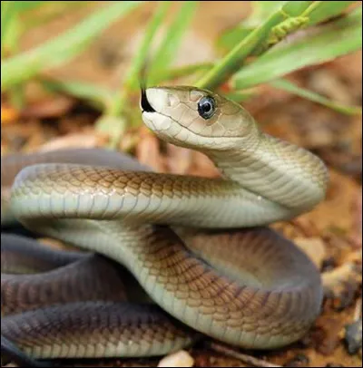 Quel est ce reptile ?