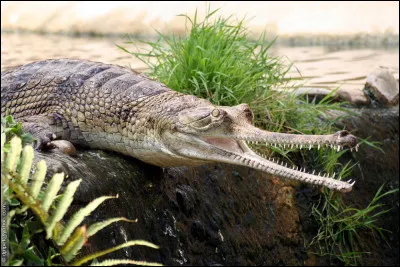 Quel est ce reptile ?