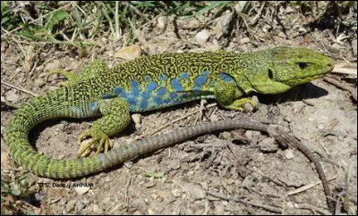 Quel est ce reptile ?