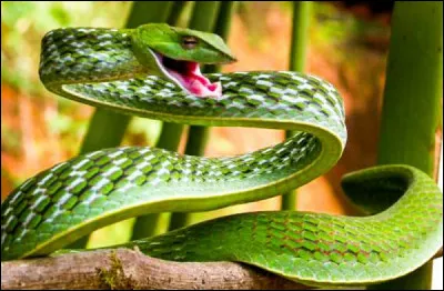 Quel est ce reptile ?