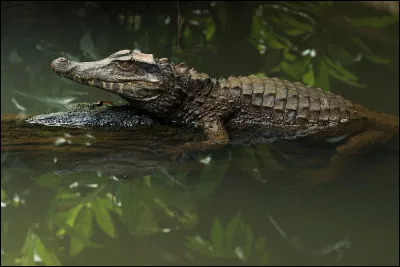 Quel est ce reptile ?